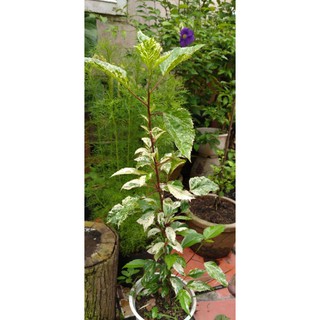 Dâm Bụt Cẩm Thạch(dâm bụt nhiệt đới,dâm bụt 3 màu)