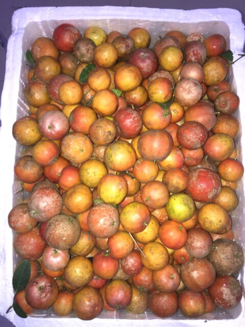 Combo 4 hũ chanh đào ngâm đường phèn mật ong Handma