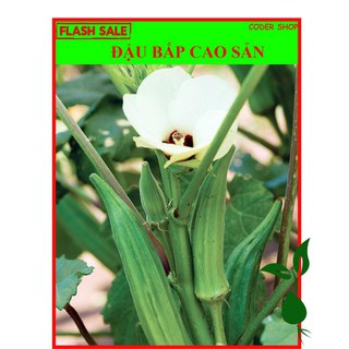 [Flash Sale 1 Day] 110 Hạt Giống Đậu Bắp Sai Trái, Chịu Nhiệt