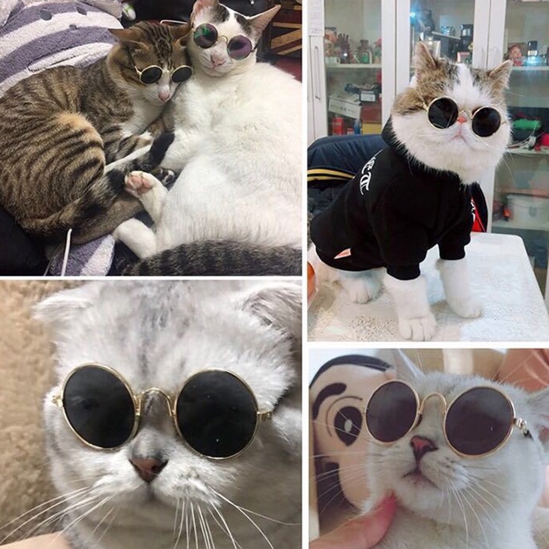 Kính mát chụp ảnh đáng yêu cho thú cưng