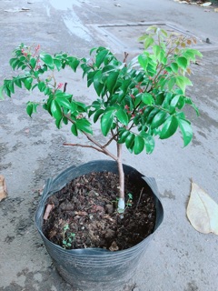 Cây Khế Cho Sai Trái (hàng có sẵn hoa)