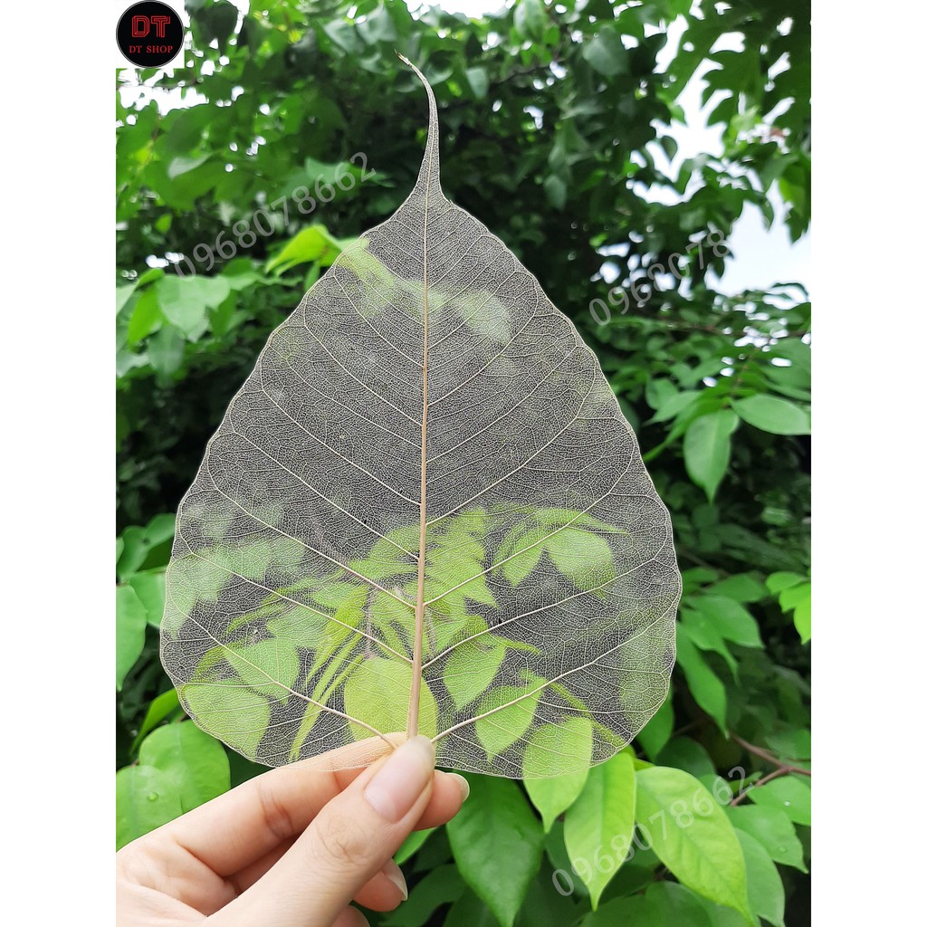 Xương lá bồ đề size to