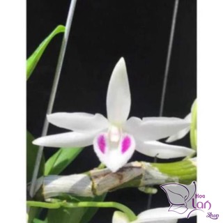 Lan phi điệp bảng gỗ năm 3