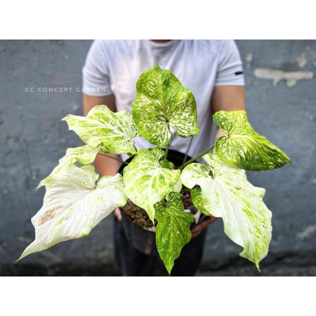 (Hỏa Tốc) Cây Môn Caladium | Bụi lớn