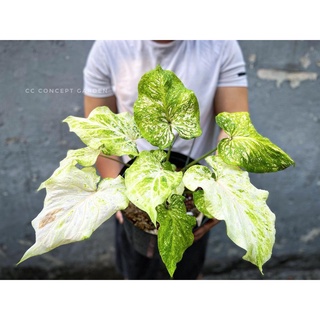 (Hỏa Tốc) Cây Môn Caladium | Bụi lớn