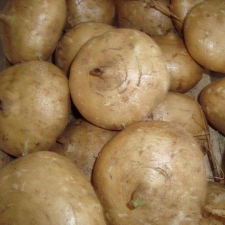 Sỉ 5 kg - 10 kg củ sắn xanh, sạch, tươi ngon.