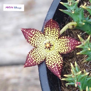 Xương rồng sao biển hoa đẹp năm cánh đỏ vàng mẫu mới