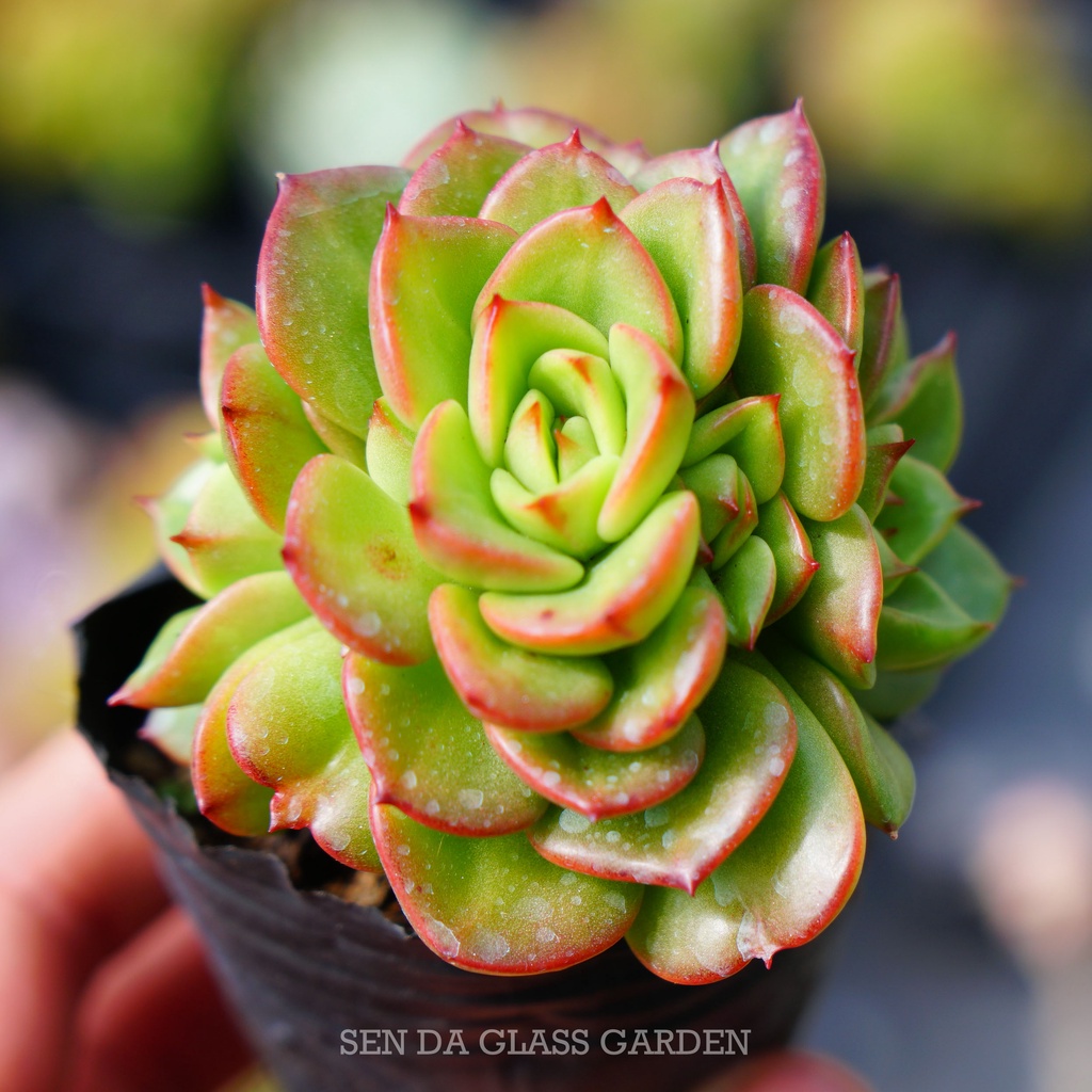 Sen đá nuda xanh cánh cứng GLASS GARDEN size nhỏ 6cm, Hàng Đà Lạt, thuần khí hậu, lỗi 1 đổi 1