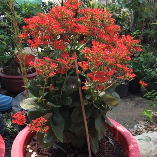 Hoa sống đời thái cây to cao