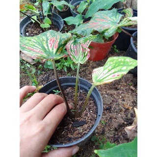 Cây Môn Cảnh,Môn Thiên Nga(combo20 cây)
