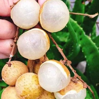 Cây giống Nhãn Không Hạt Thái Lan