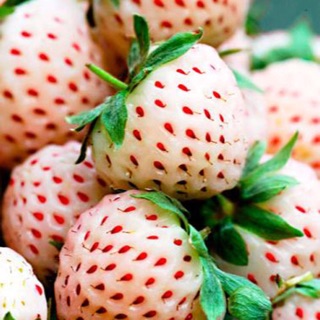 Combo 1lit Hương liệu làm son Dâu Trắng
