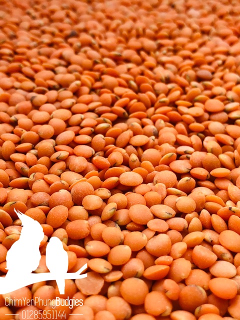 1kg đậu lăng đỏ  - xuất xứ: Canada 🇨🇦