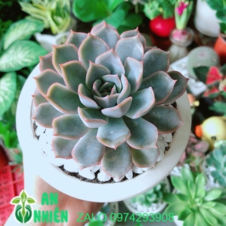 Chậu sen đá tím cánh cứng