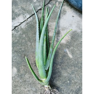 35k/ cây nha đam Mỹ  trưởg thành ( cây trông khoang 12 tháng ) cây to !! Khi mua 1cây  trưởng thành tặng 1 cây con!