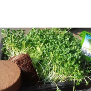 ĐẤT SẠCH NÉN VIÊN (MỤN DỪA ÉP)