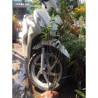 mộc hương ta cây cao 1m