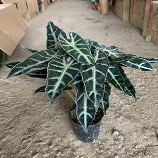 Cây môn quan âm để bàn cao 20cm, nhánh lá xum xuê quanh năm, cây cảnh phong thuỷ dễ chăm sóc, mang đến tài lộc, may mắn