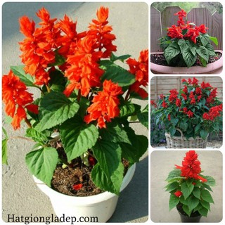 Hạt Giống Hoa Xác Pháo Đỏ