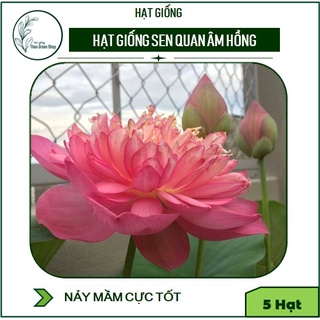 5 Hạt sen Quan Âm Hồng bông siêu to, dễ trồng, nhanh có hoa