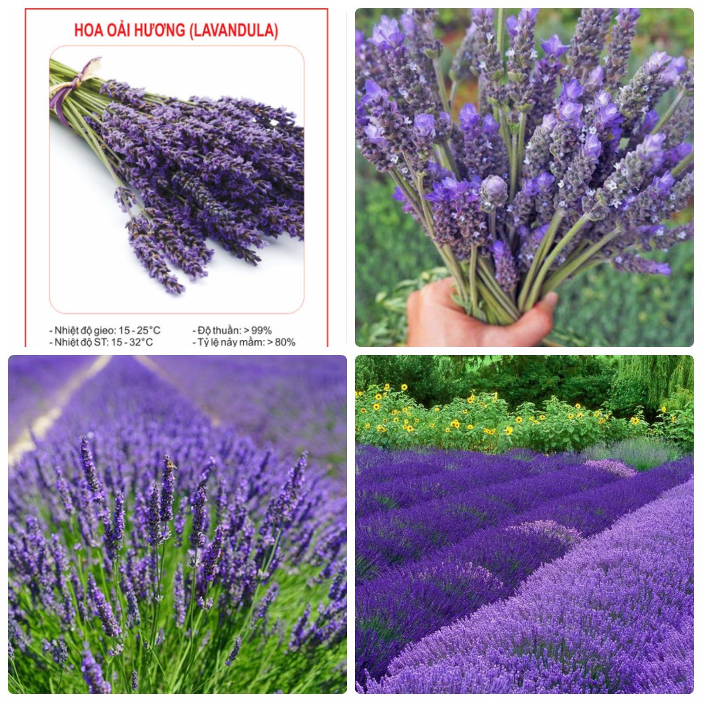 Hạt Giống Hoa Oải Hương tím ( Lavender) 50 hạt/gói