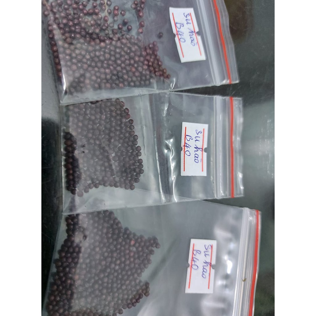 Hạt giống SU HÀO HÀN QUỐC B40