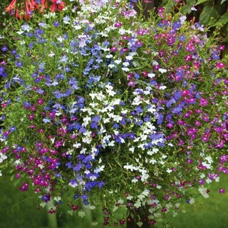 Hạt Giống Hoa Lobelia Mix 100 Hạt