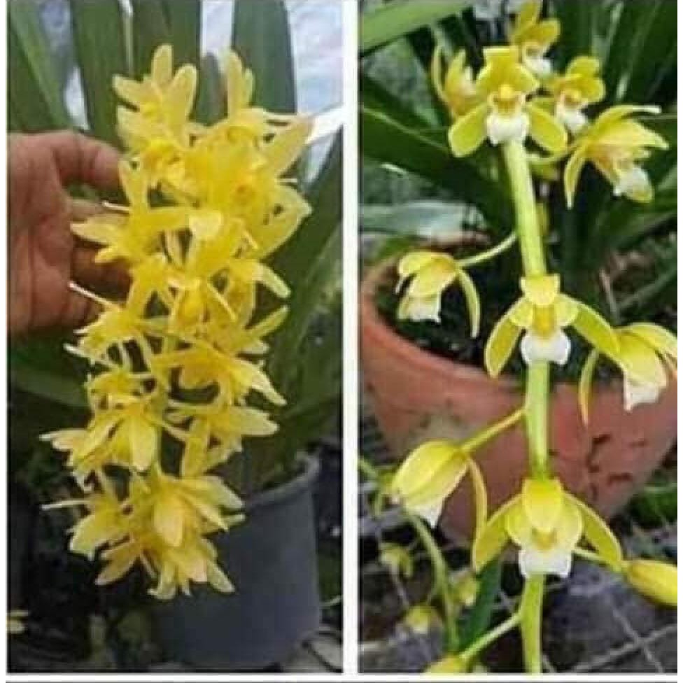địa lan kiếm vàng, mặt hoa lai, gửi đi nguyên chậu, ảnh chụp thật tại vườn, hàng đánh thẳng từ thái về - DLKVLR