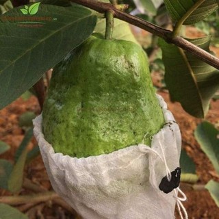 Combo 100 cái túi bọc ổi, vú sữa, mãn cầu...