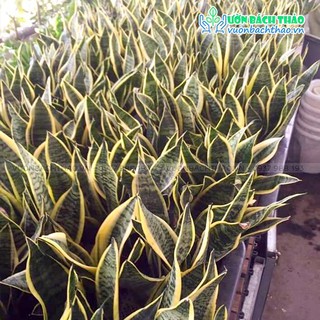 Cây lưỡi hổ thái (nhiều kích cỡ)