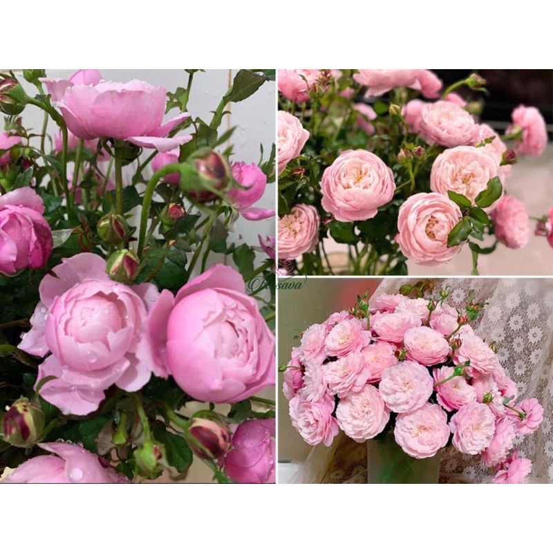 Hoa hồng Plume Rose