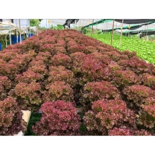 HẠT GIỐNG XÀ LÁCH XOĂN ĐỎ