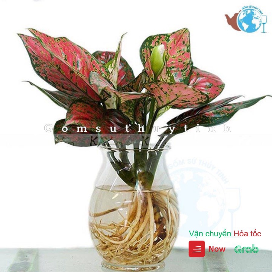 Bình bông lọ thủy tinh cắm hoa dáng bầu dục lớn