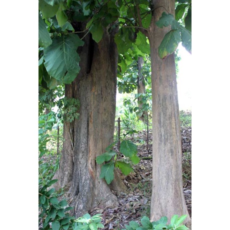 Cây giống Hông .