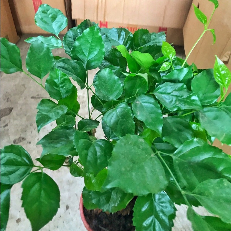 Cây hạnh phúc phong thủy chiều cao 30-35cm cây tán to đẹp dễ chăm sóc, thích hợp trang trí nội thất.