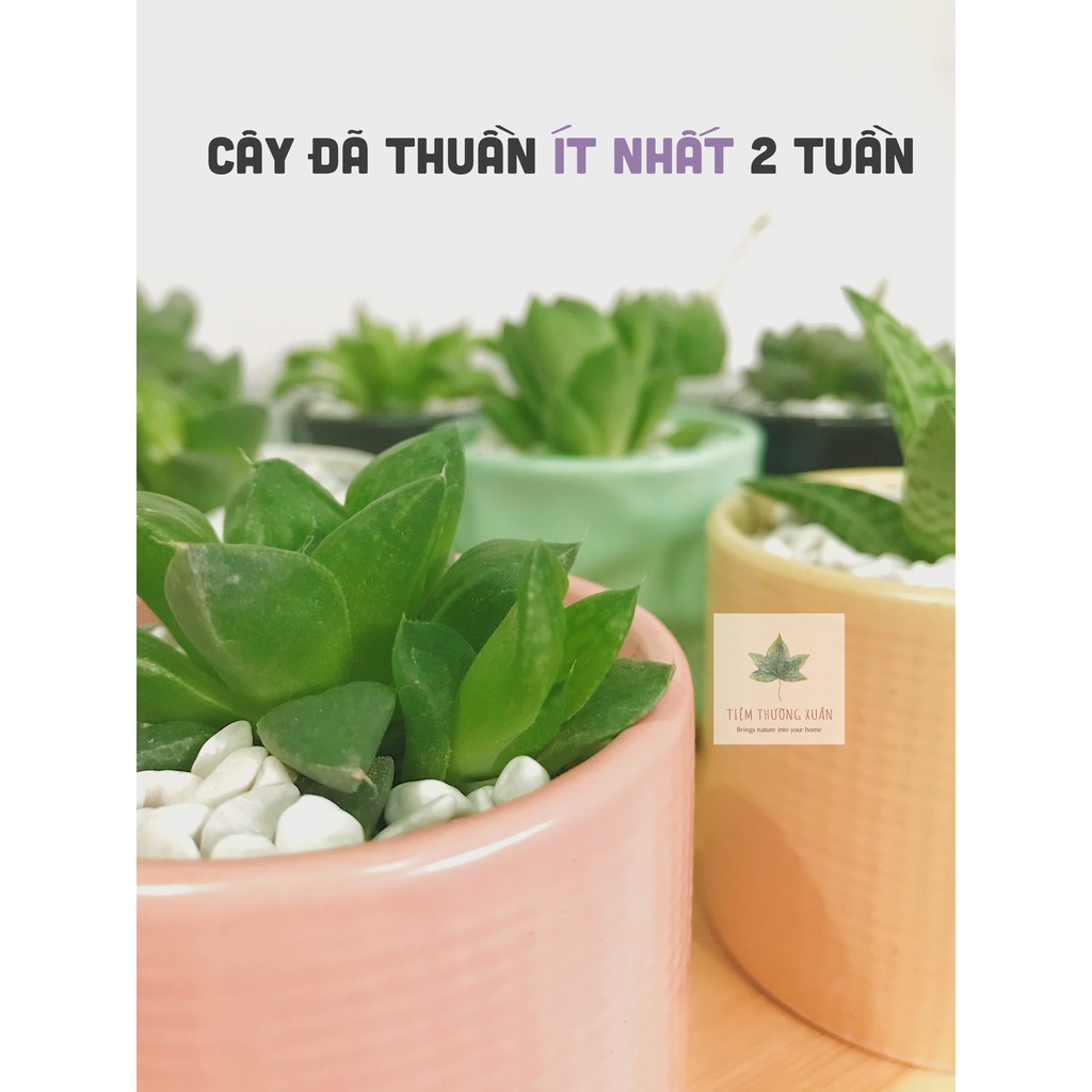 Sen đá văn phòng kèm bảo hành Haworthia trang trí văn phòng nhà cửa đời sống - Tiệm Thường Xuân