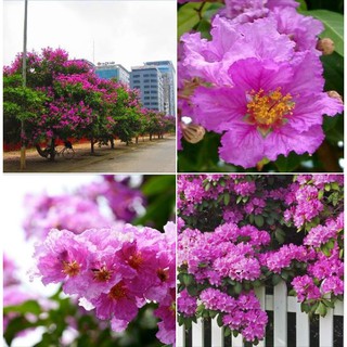 Hạt giống Hoa Bằng Lăng tím - 1 GÓI 30 HẠT (TẶNG gói kích thích hạt nảy mầm)