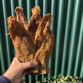 MĂNG VẦU ĐIỆN BIÊN