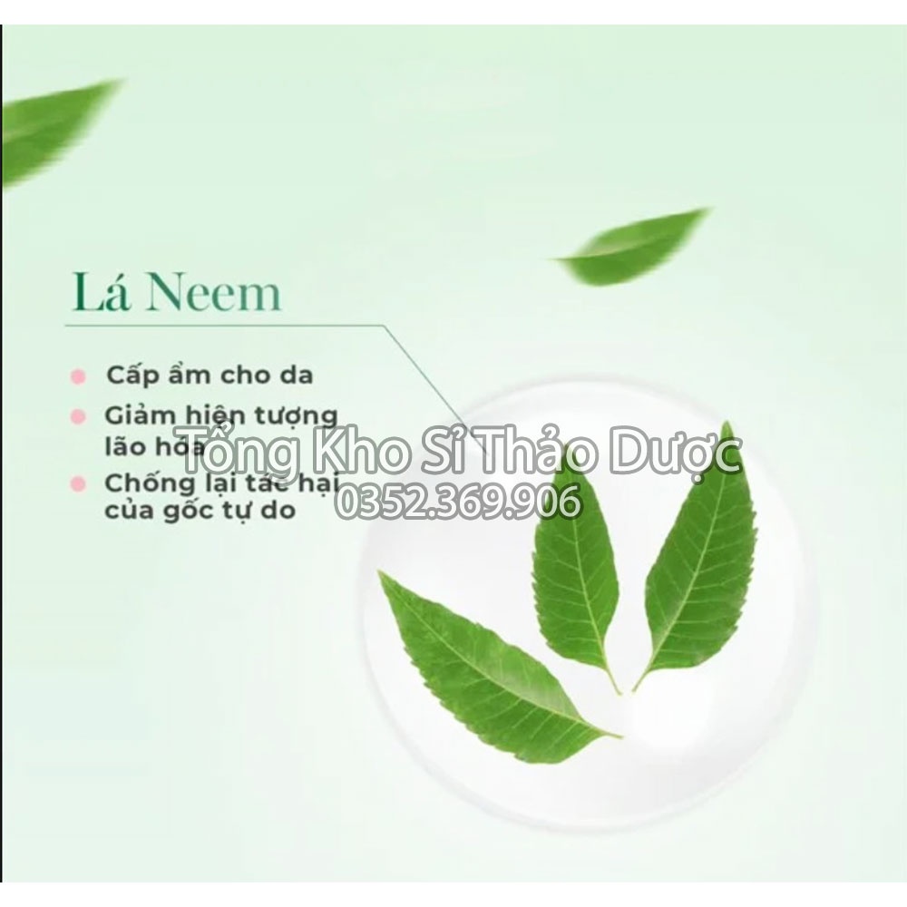 Lá neem khô Ấn Độ 100g (Ổn định, kiểm soát đường huyết)