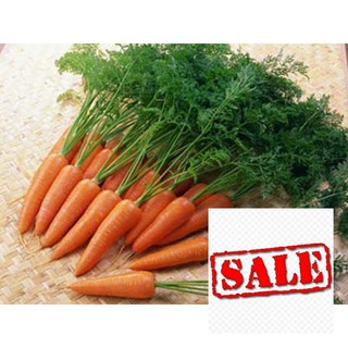 Gói 10 gr giống cà rốt sale