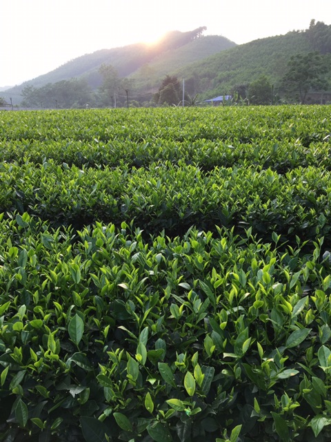 [Mã GROADO1 giảm 10K đơn 50K] Chè Thái Nguyên Móc câu Trà Tâm Thái Trà xanh Thái Nguyên 3 Sao 100g | BigBuy360 - bigbuy360.vn