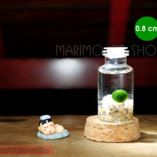 Marimo 0.8 cm (không kèm lọ)