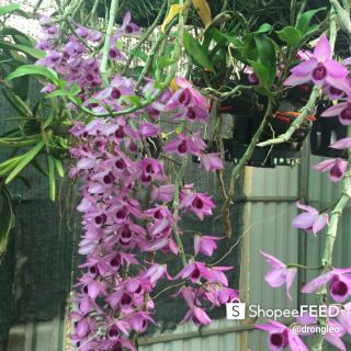 Combo các loại hoa phong lan rừng