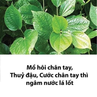 Lá lốt tươi hoac cay con -giao hàng đầu tuần