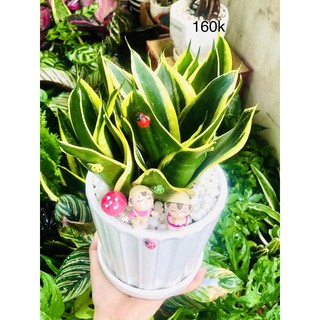 Chậu tiểu cảnh lưỡi hổ thái
