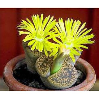 Hạt giống cây thạch lan f1