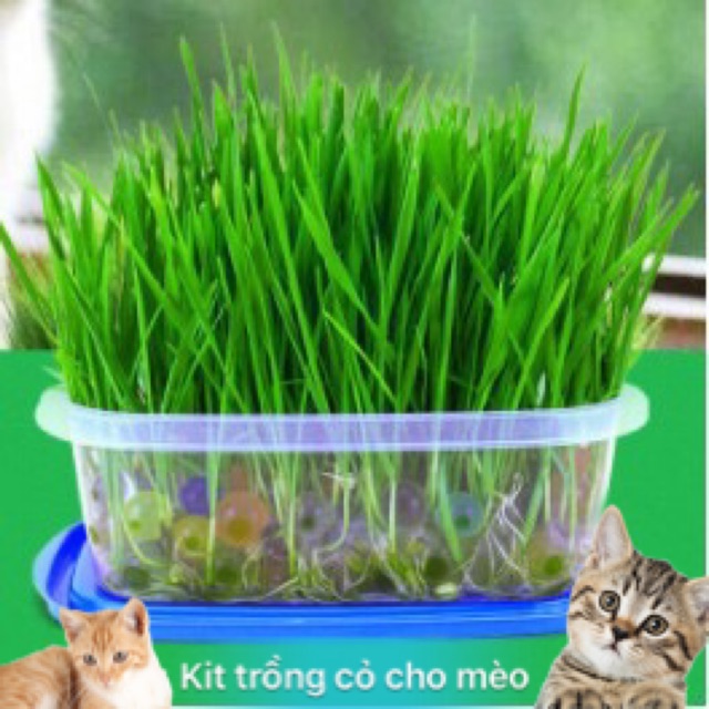 🌾BỘ KIT TRỒNG CỎ CHO MÈO👍😘