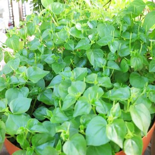 Hạt giống rau càng cua VTS79 | Vạn Tín Store