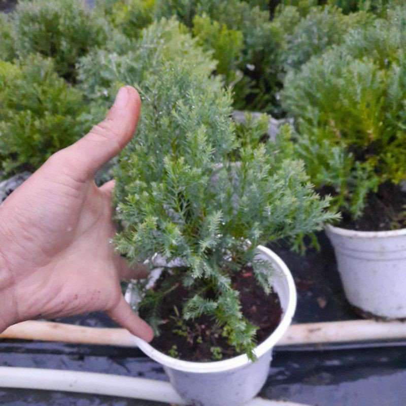 Cây tùng bồng lai - cây phong thủy trồng bonsai | BigBuy360 - bigbuy360.vn