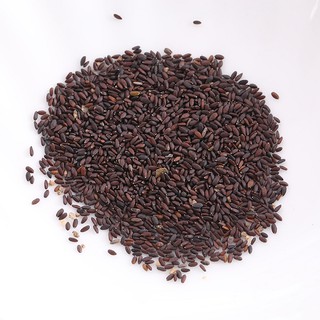 Hạt giống bạc hà Spearmint 100 hạt